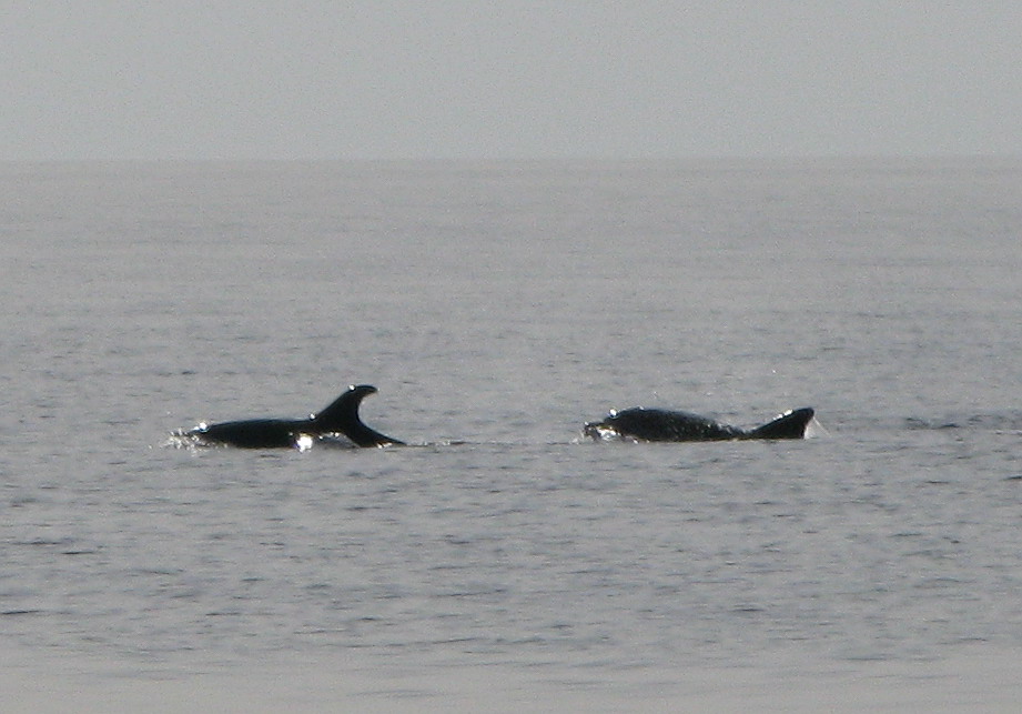 Delfini
